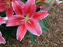 Lilium dark pink